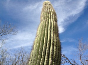 Weird. Phallic. Prickly. Puzzle & PostCard