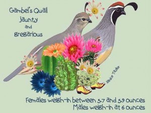 Gambel Quail Alert