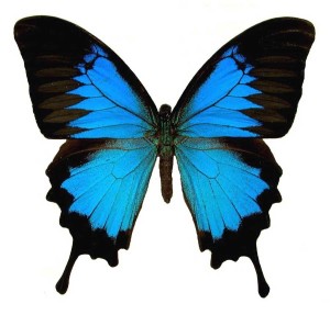 Blue Butterfly