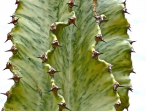 Cactus, photograph by Janice Taylor, Anti-Gravity Coach, helping you to let go of that which weighs you down.